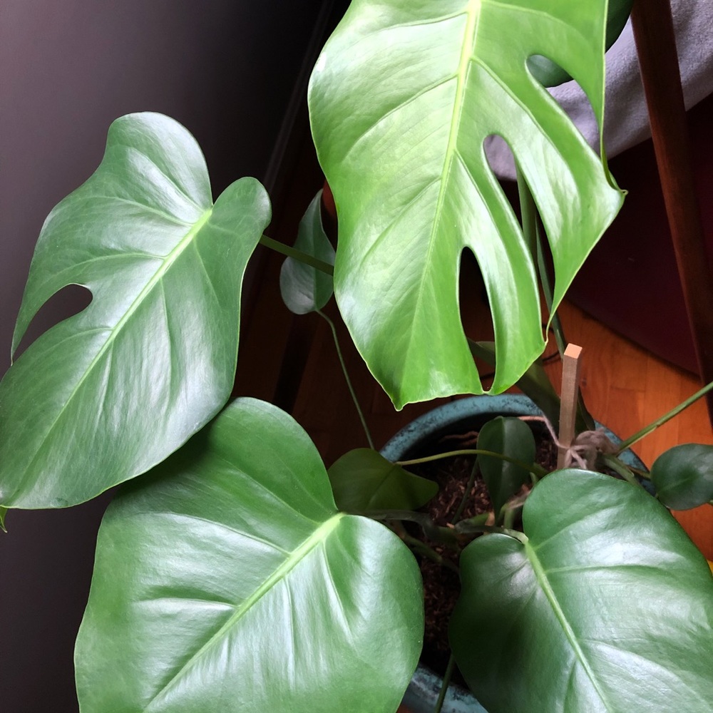 Meet your Posher, Chrissy